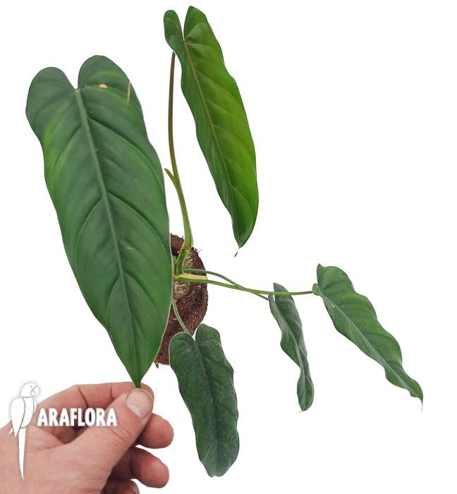 Philodendron dolichogynium