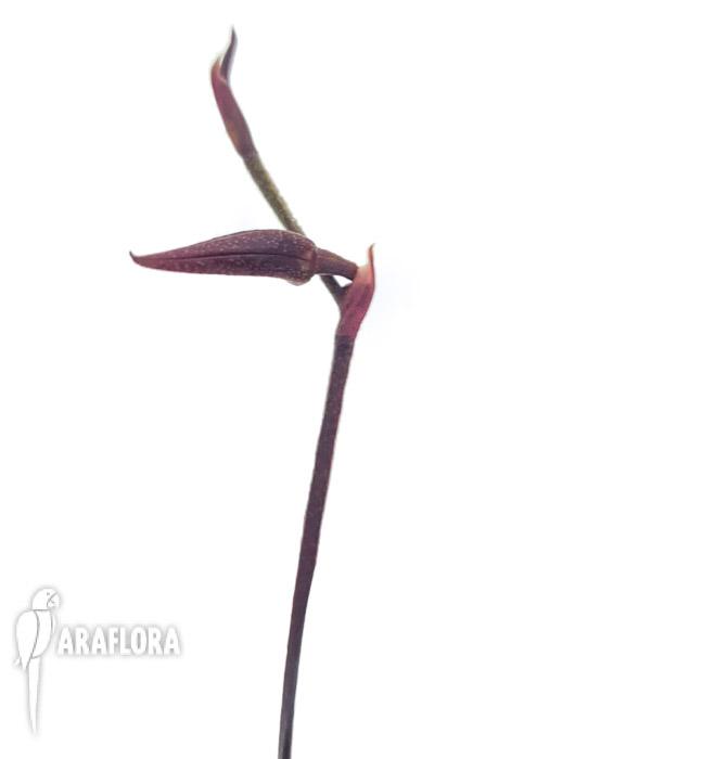 Pleurothallis anfracta