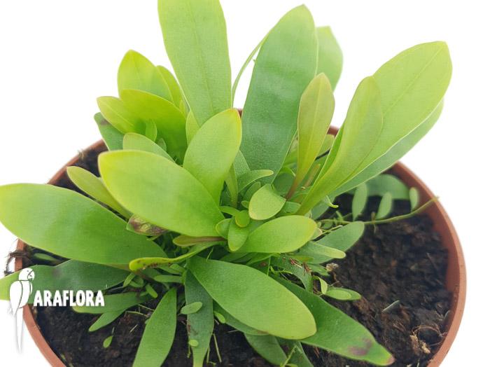 Utricularia longifolie ‘Starter’1