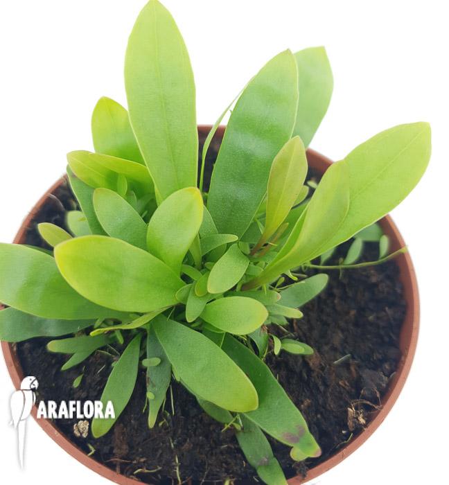 Utricularia longifolie ‘Starter’6