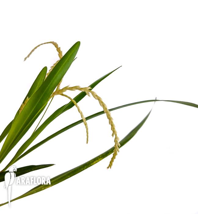 Dendrochilum microchilum