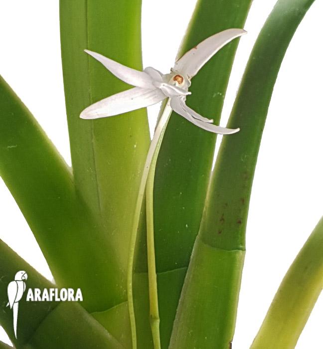 Jumellea arachnantha