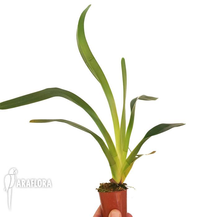 Jumellea arachnantha