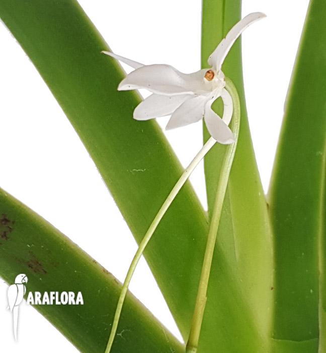 Jumellea arachnantha