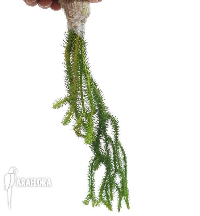 Lycopodium squarosum