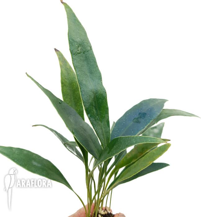 Microsorum siamensis ‘M’