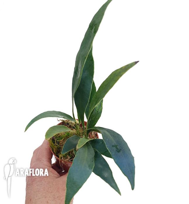 Microsorum siamensis ‘M’