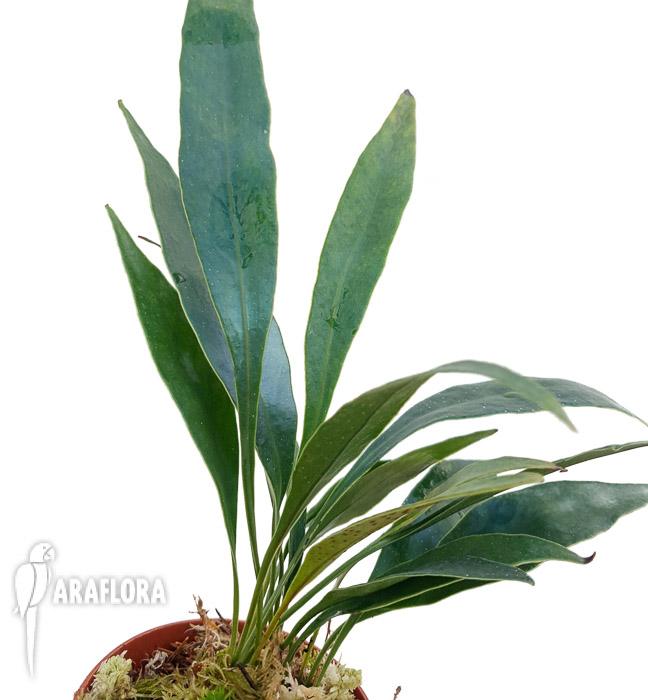 Microsorum siamensis ‘M’