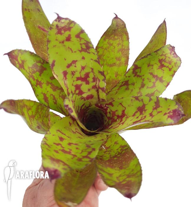 Neoregelia ‘winnie the pooh’