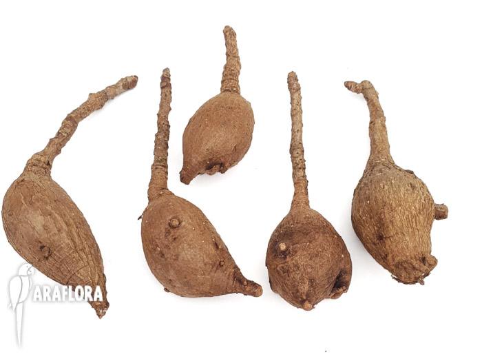 Phylanthus mirabilis ‘M’