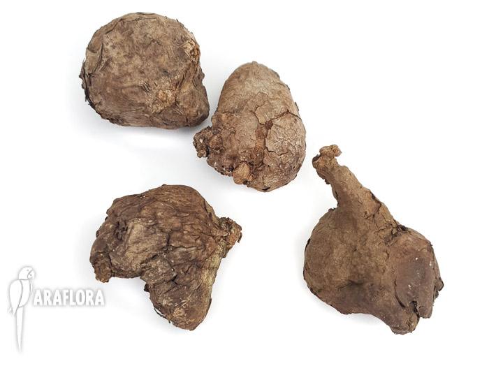 Stephania kawaesaki (Nova)