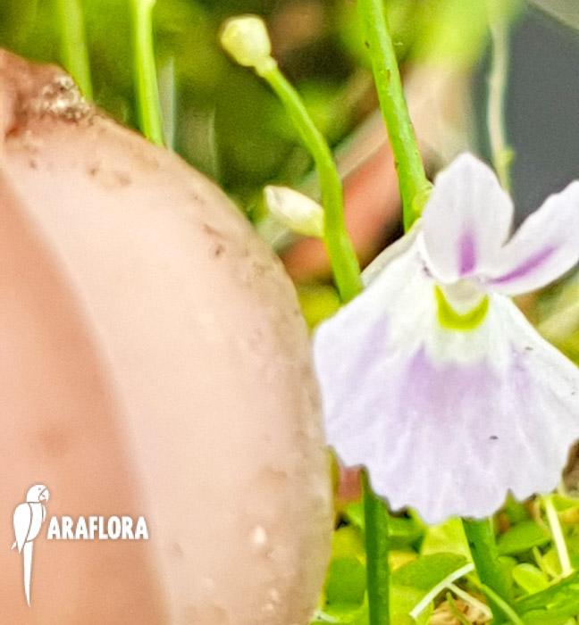 Utricularia sandersonii ‘Starter’