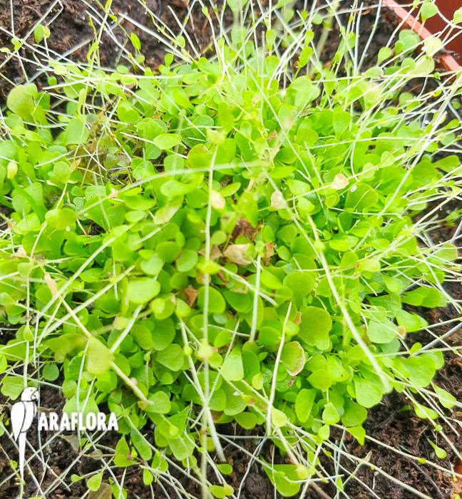 Utricularia sandersonii ‘Starter’