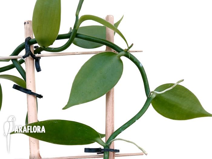 Vanilla planifolia ‘Vanilla orchid’ ‘XL’