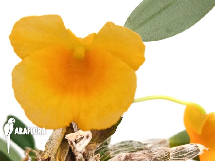 Dendrobium jenkinsii