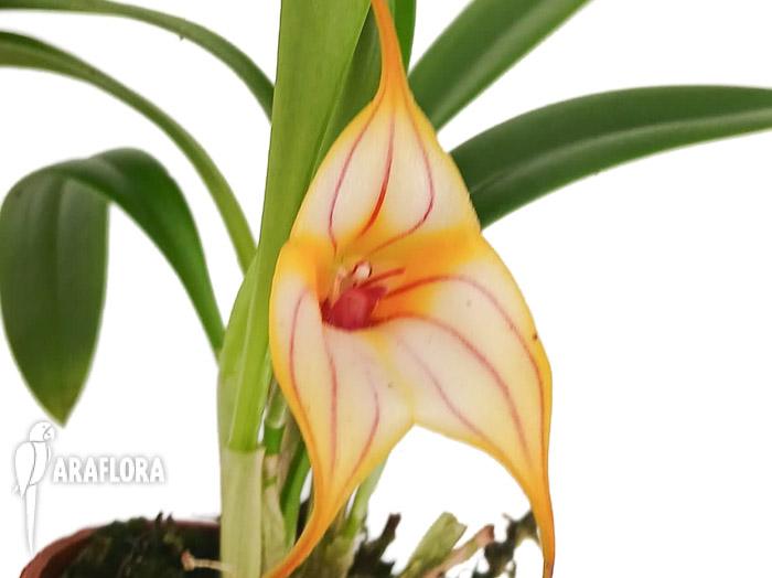 Masdevallia angel frost x murix