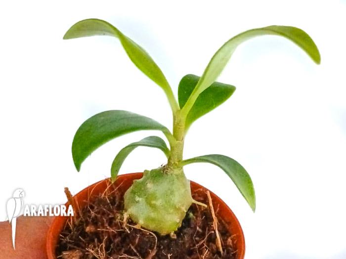 Myrmophytum papuanum