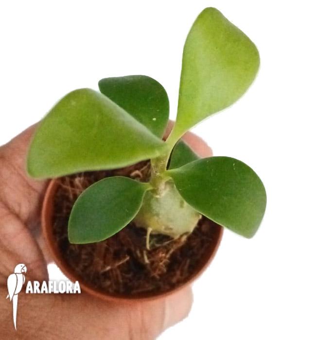 Myrmophytum papuanum