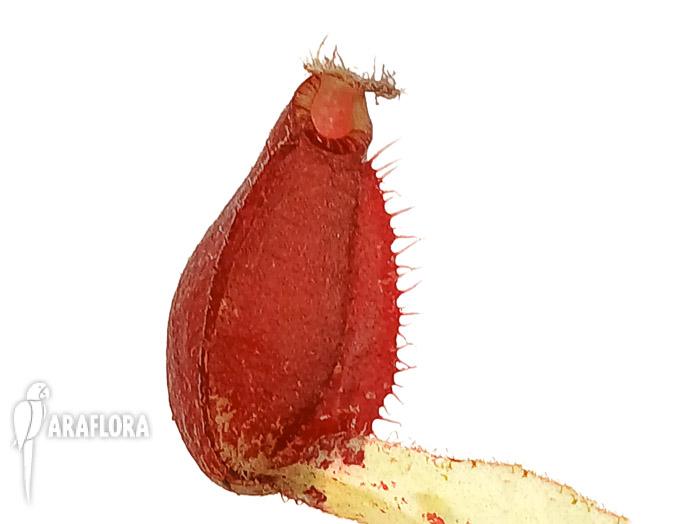 Nepenthes ampularia ‘White Miracle’ M