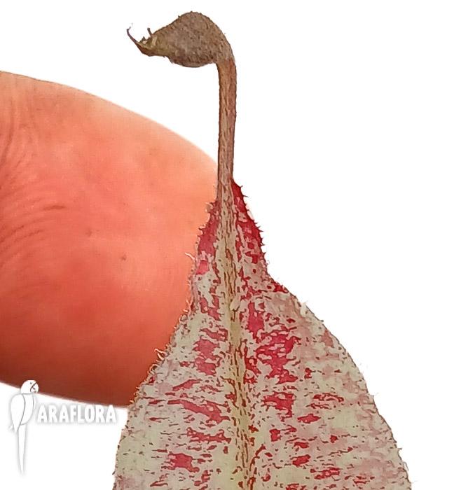 Nepenthes ampularia ‘White Miracle’ M