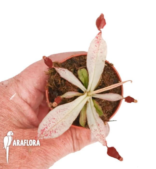 Nepenthes ampullaria ‘white miracle’ M