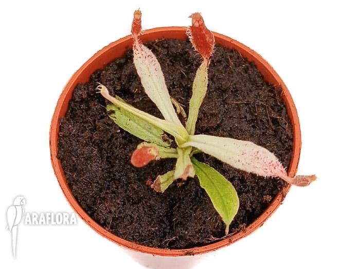 Nepenthes ampullaria ‘white miracle’ S