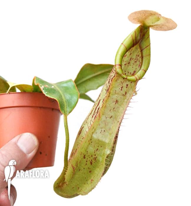 Nepenthes edwardsiana x burbidgeae