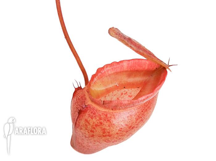 Nepenthes flava ‘L’