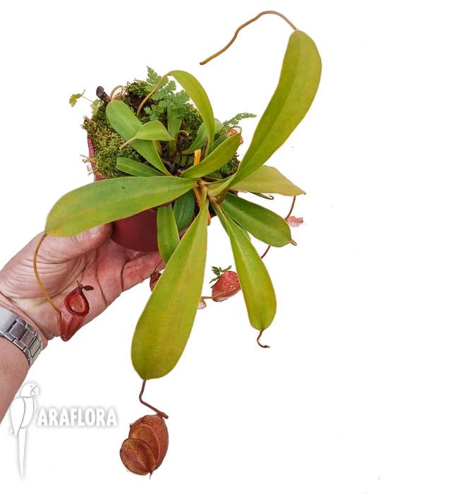 Nepenthes flava ‘L’