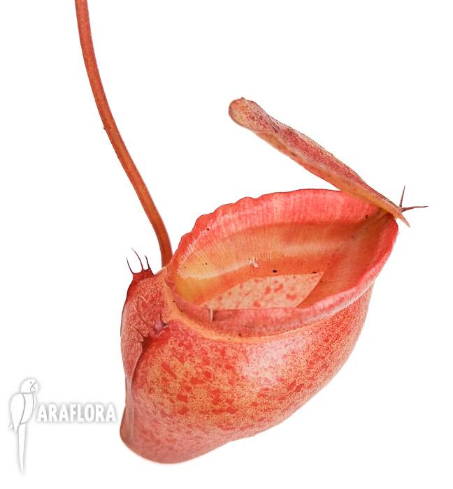 Nepenthes flava ‘L’