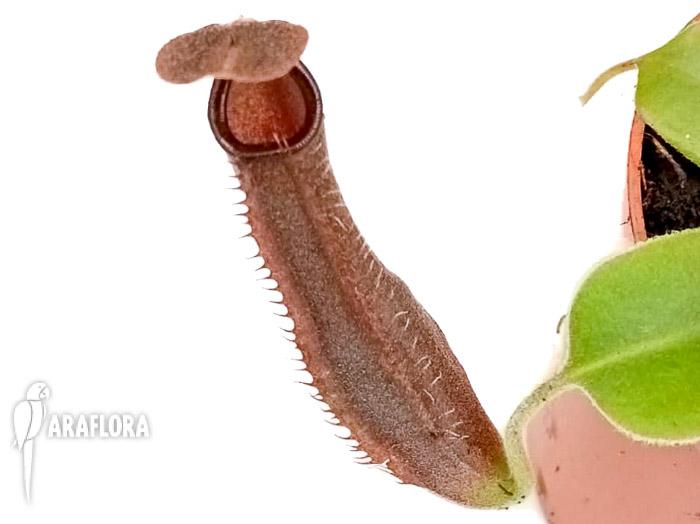 Nepenthes x midnight
