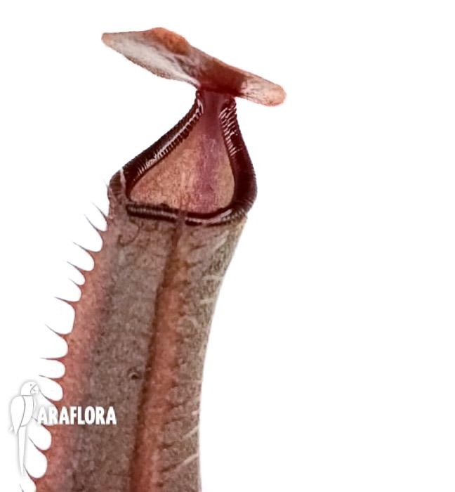 Nepenthes x midnight