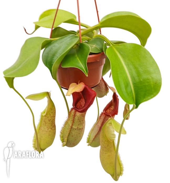 Nepenthes x veitchii hybrid New