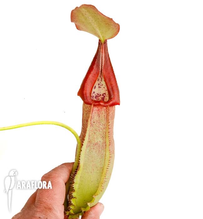 Nepenthes x veitchii hybrid New