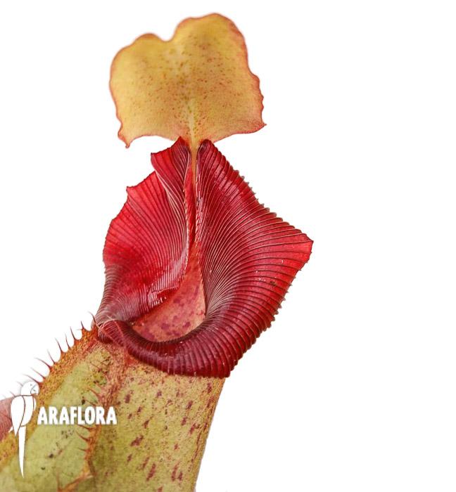 Nepenthes x veitchii hybrid New