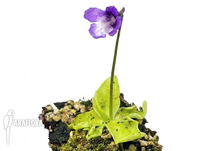 Pinguicula macroceras (japan)