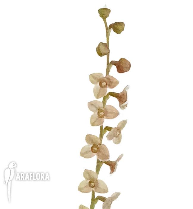 Stelis itatiayae