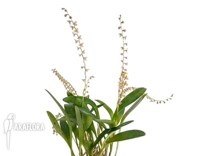 Stelis itatiayae