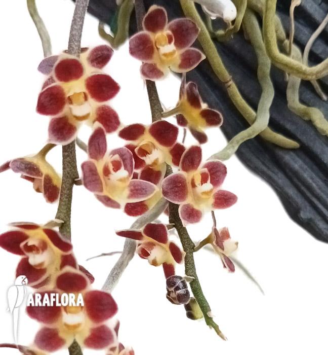Chiloschista lunifera