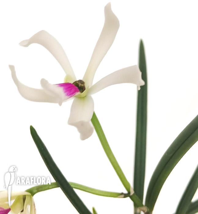 Liparis bicolor