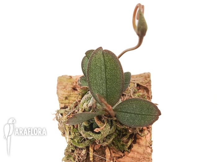 Aerangis punctata