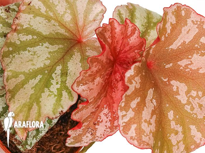 Begonia ‘Highway’