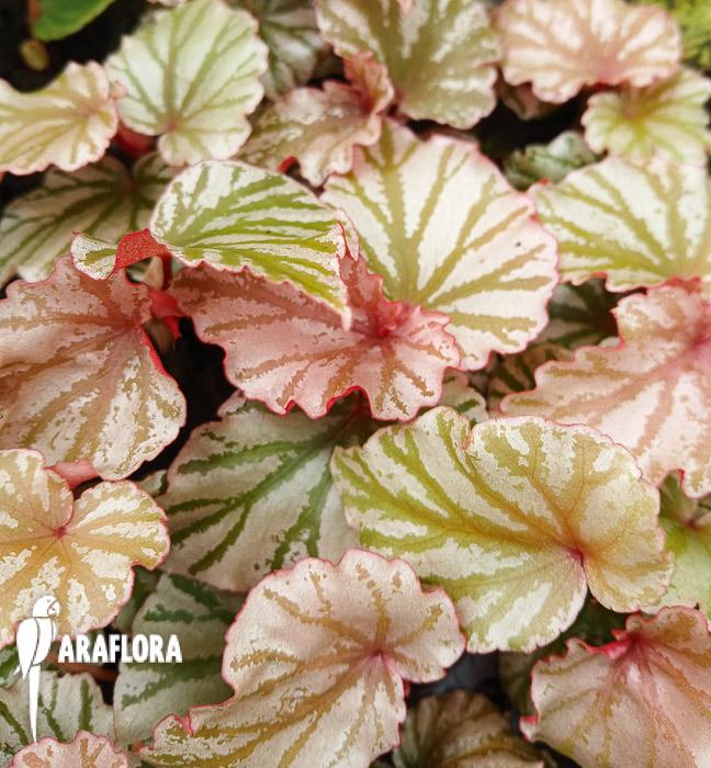 Begonia ‘Highway’