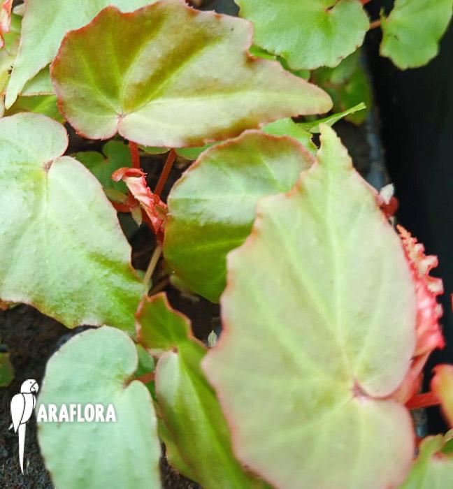 Begonia ‘Tiny gem’