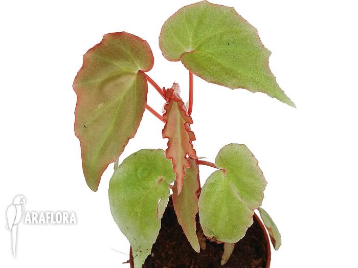 Begonia ‘Tiny gem’