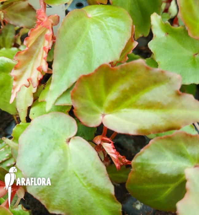 Begonia ‘Tiny gem’