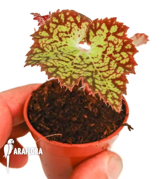 Begonia hybrid ‘Crystal Brook’