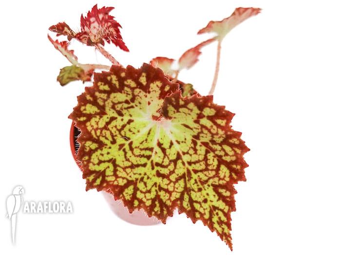 Begonia hybrid ‘Crystal Brook’