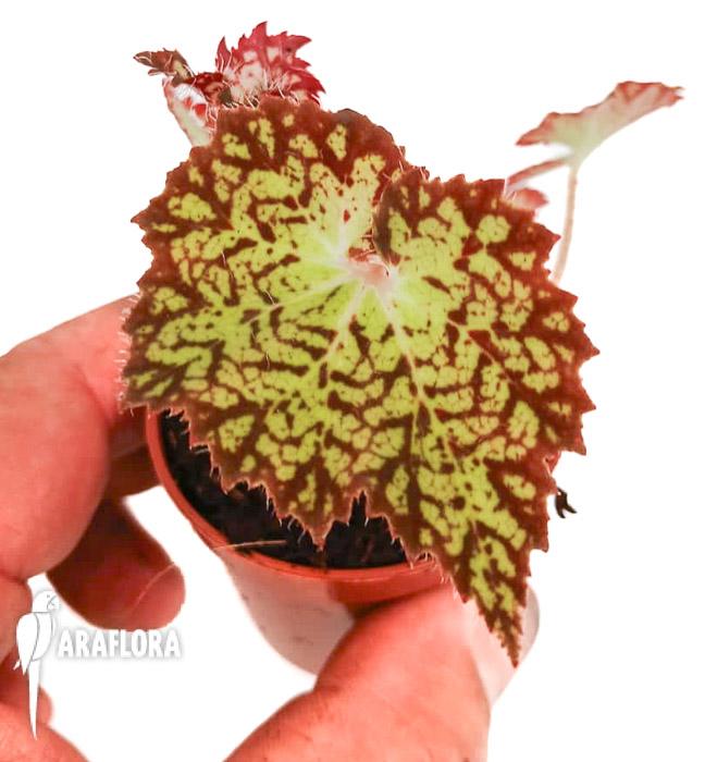 Begonia hybrid ‘Crystal Brook’
