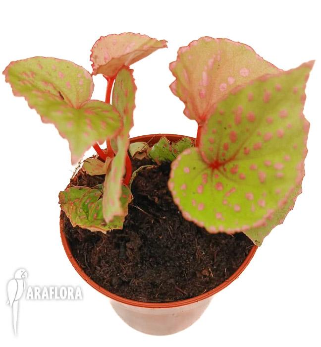 Begonia roseopunctata